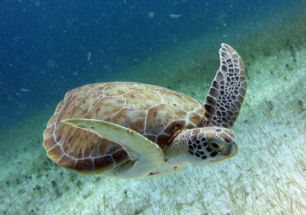 Green Sea Turtle