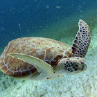 Green Sea Turtle