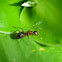 Ant