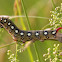 Bedstraw Hawk-Moth or Gallium Sphinx