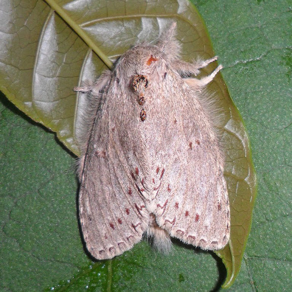 Spotting Image 1