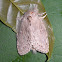 Lobster moth