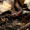 Red-backed salamander
