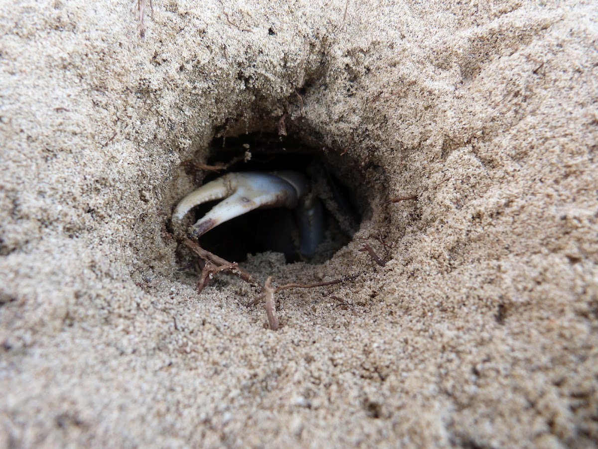 Beach crab