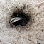 Beach crab