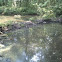 Beaver