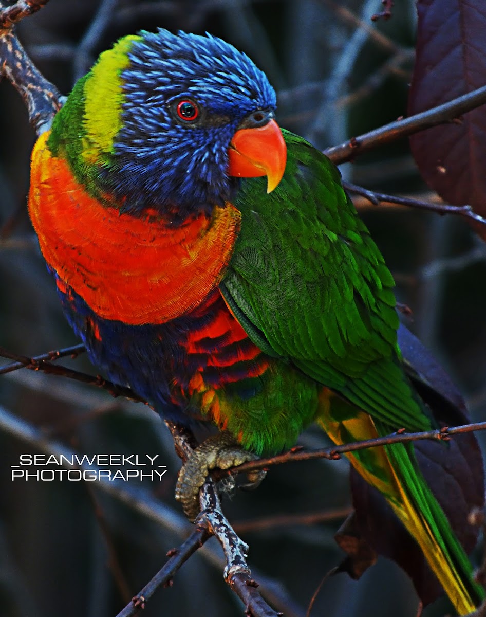 Rainbow Lorikeet