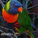Rainbow Lorikeet
