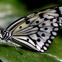 大白斑蝶Idea leuconoe clara
