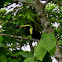 Chestnut-mandibled Toucan