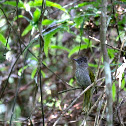 Mountain Bulbul