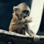 Sunb-nosed monkey