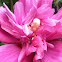 Rose of Sharon