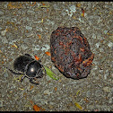 Dung Beetle