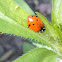 Convergent Line Lady Beetle