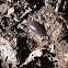 Pill Bug/Rolly Polly