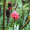 torch ginger