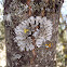 Liquen Physcia aipolia