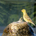 American Goldfinch