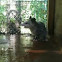 Possum