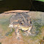 Toad