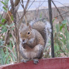 Eastern gray squirrel