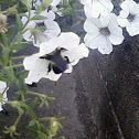 Carpenter Bee