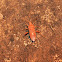Scentless Plant Bug