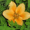 Lilium