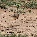 Double-banded Courser