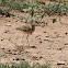 Double-banded Courser