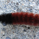 Banded Woolly Bear