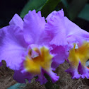 Orquidea Hibrida