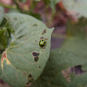Tortoise Shell Beetle