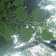 Common Linden Tree