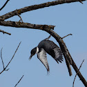 Belted Kingfisher