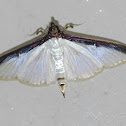 Moth