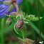 Sloe bug