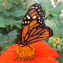 Monarch Butterfly