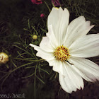 Garden cosmos or Mexican aster
