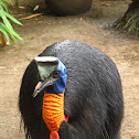 Northern Cassowary, single-wattled cassowary