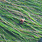Juvenile Southern Kelp Crab