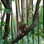 Fox Squirrel