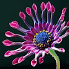 Colorful African Daisy
