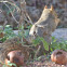 Eastern Fox Squirrel