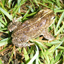 Sapito de jardín D'Orbigny