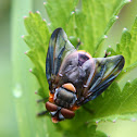 Male parasitic fly