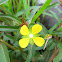 Primrose Willow