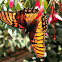 Mexican Silverspot