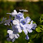 Plumbago